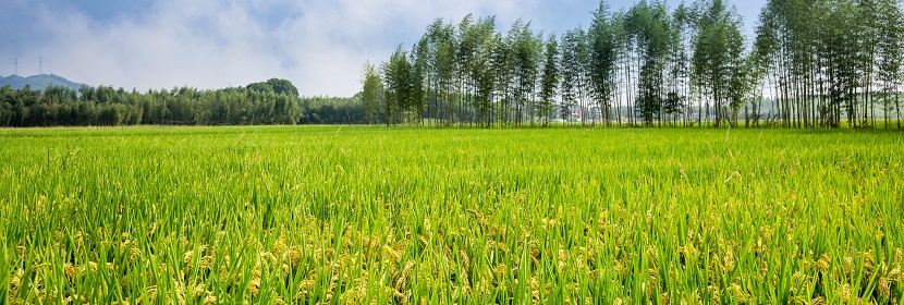 農業(yè)外來入侵物種普查