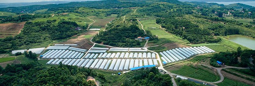 條件性ABHD6 過(guò)表達(dá)小鼠模型