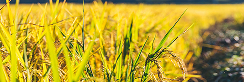 玉米赤霉酮檢測(cè)