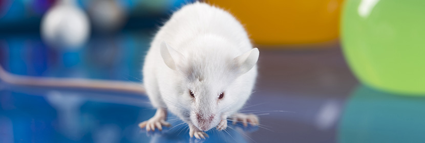 經(jīng)皮試驗(yàn)