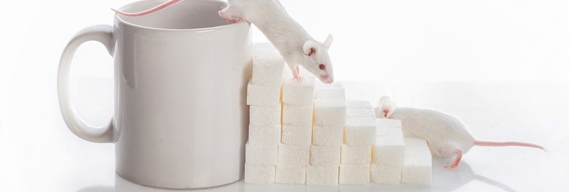 動物骨髓細(xì)胞微核試驗